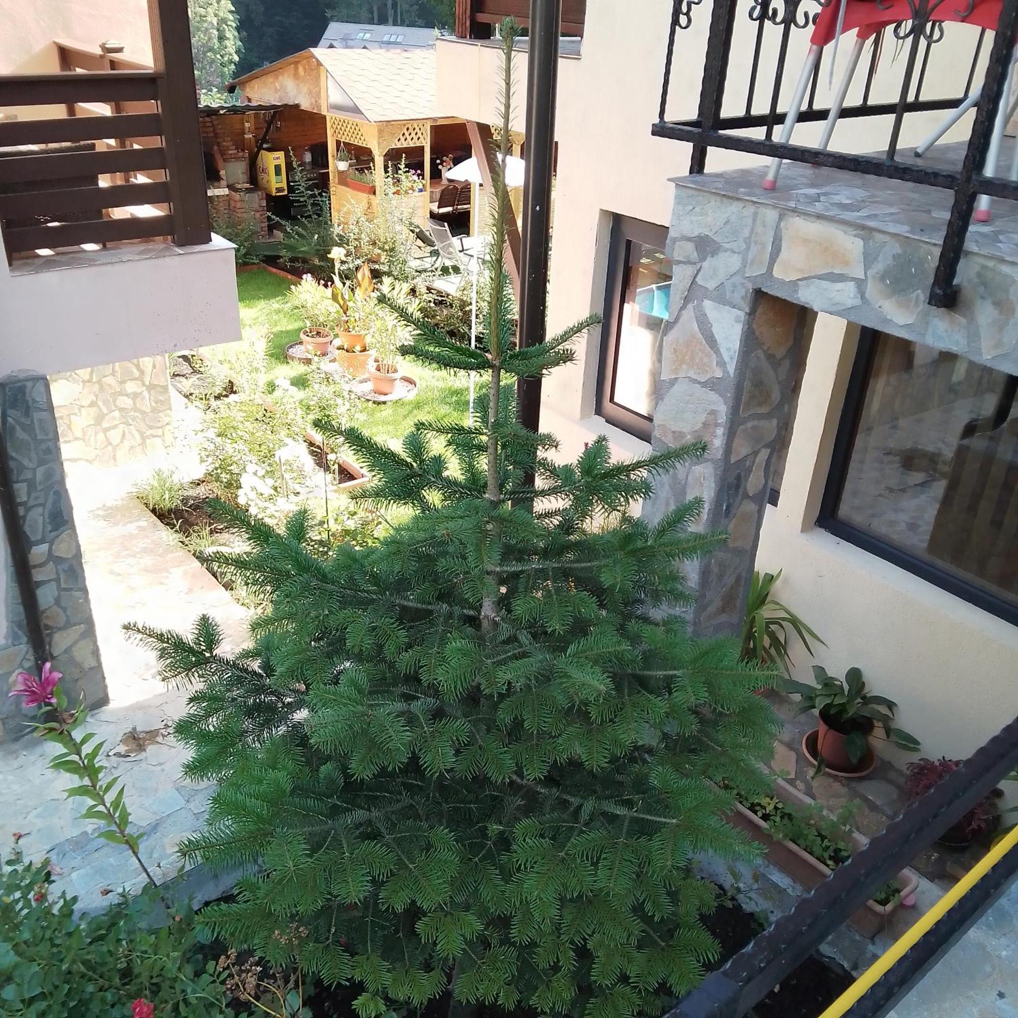 Casa Nicolas Buşteni Exteriör bild