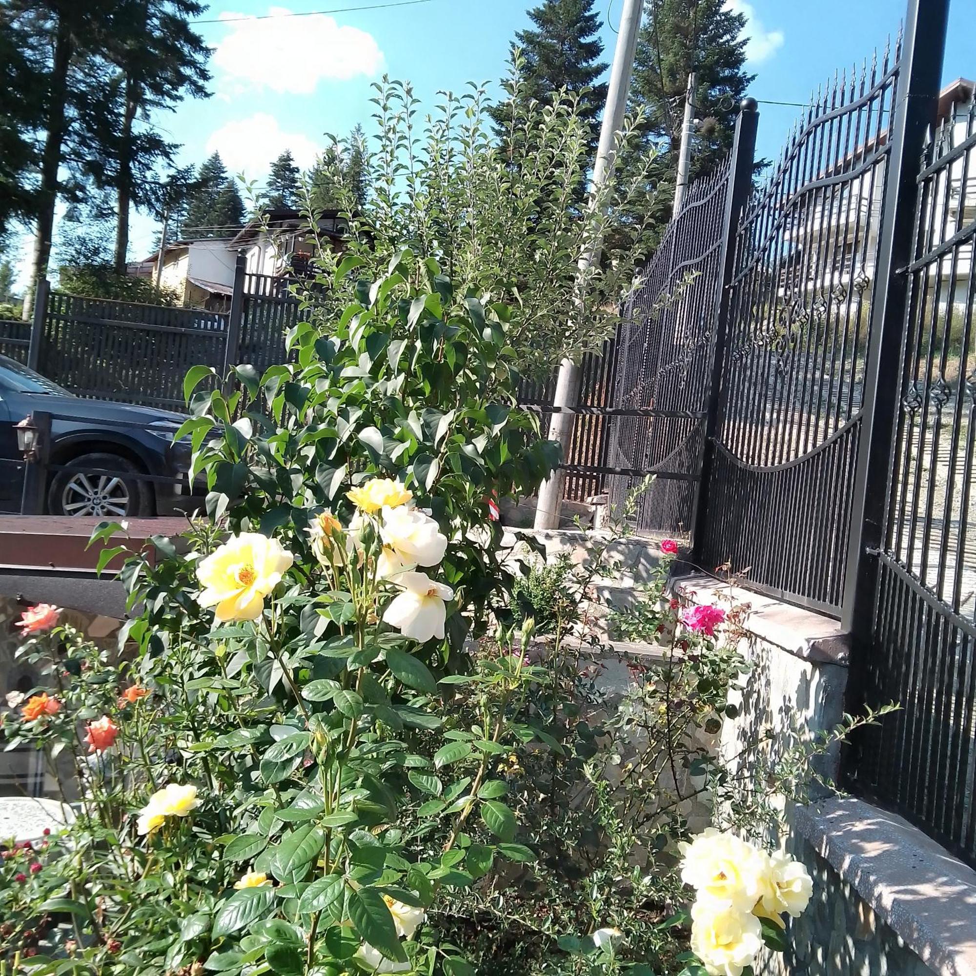 Casa Nicolas Buşteni Exteriör bild